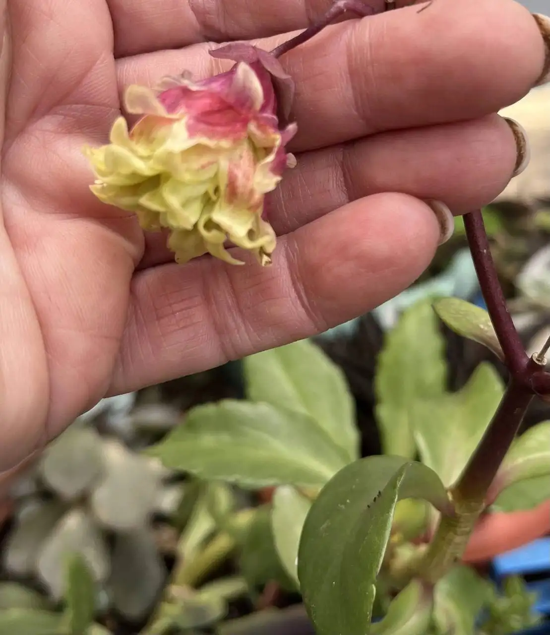 Каланхоэ махровый черенки и укорененные растения - Растения (Хобби и отдых) в Новокуйбышевск