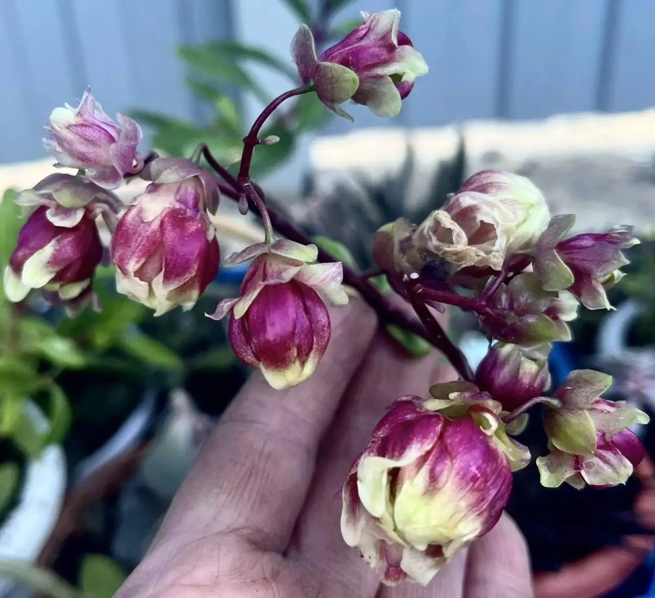 Каланхоэ махровый черенки и укорененные растения - Растения (Хобби и отдых) в Новокуйбышевск