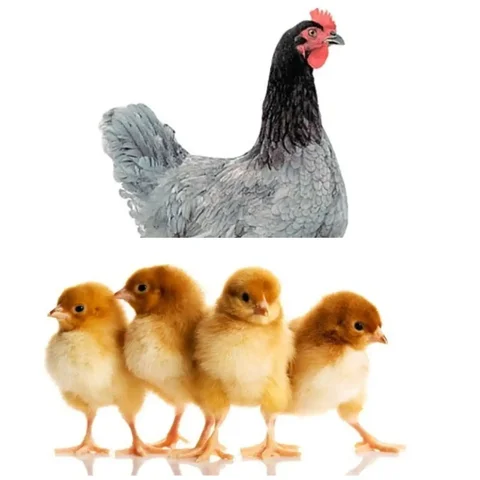 Продажа цыплят мясояичного кросса и цветного бройлера - Птица в Курумоч