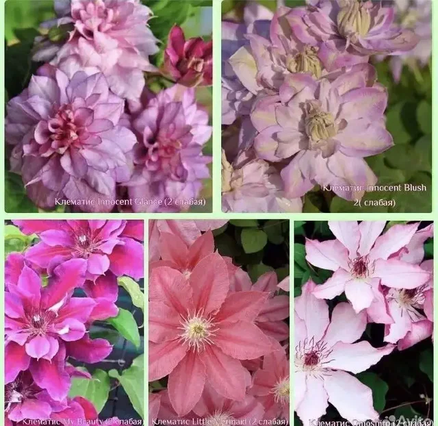 Клематис - вьющееся растение для сада - Окна и двери в Самара
