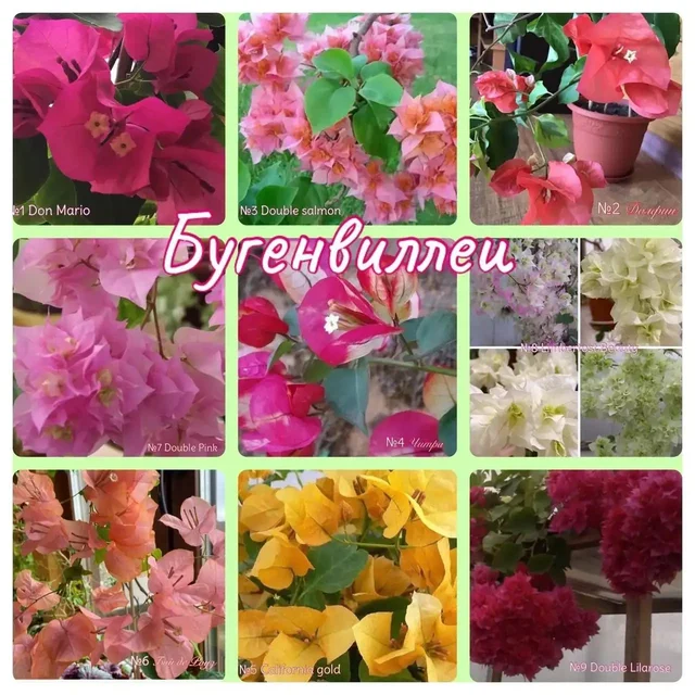 Бугенвиллия - декоративный кустарник для дома и улицы - Творчество и рукоделие в Самара