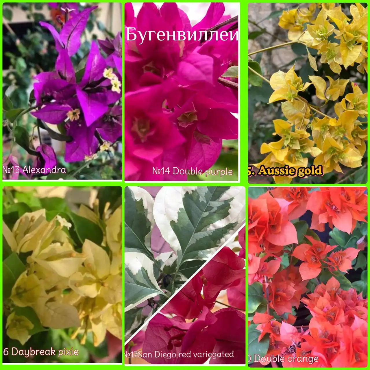 Бугенвиллия - декоративный кустарник для дома и улицы - Растения (Хобби и отдых) в Самара