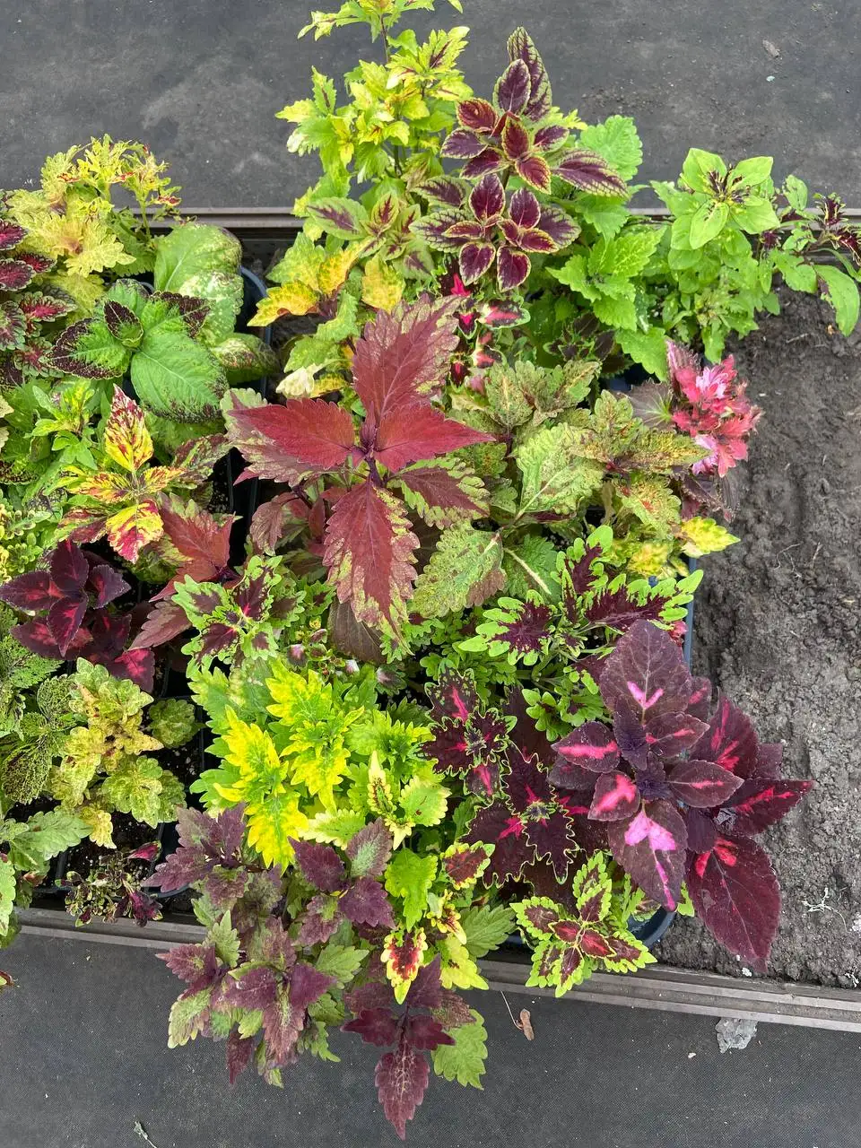 Большой выбор растений - Растения (Хобби и отдых) в Самара