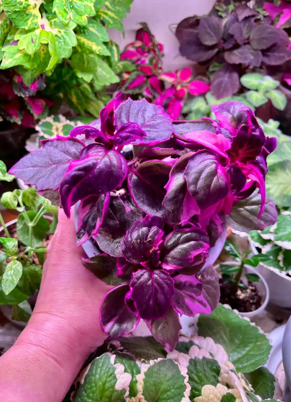 Гинура вариегатная (ампельное растение) - Комнатные растения (Хобби и отдых) в Новокуйбышевск