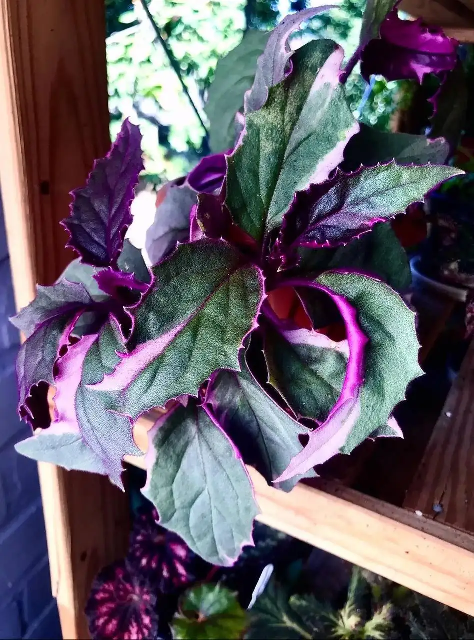 Гинура вариегатная (ампельное растение) - Комнатные растения (Хобби и отдых) в Новокуйбышевск