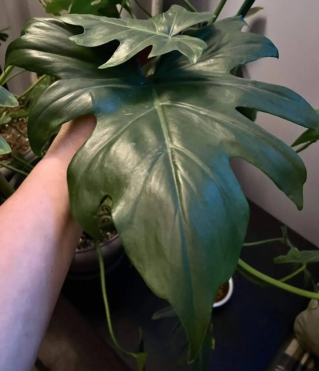 Филодендрон Т 31 черенки - Растения (Хобби и отдых) в Новокуйбышевск