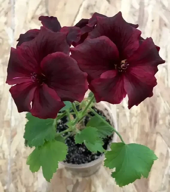 Укорененный черенок розы Aristo Schoko Королевская Шоколадная - Творчество/Рукоделие в Новокуйбышевск