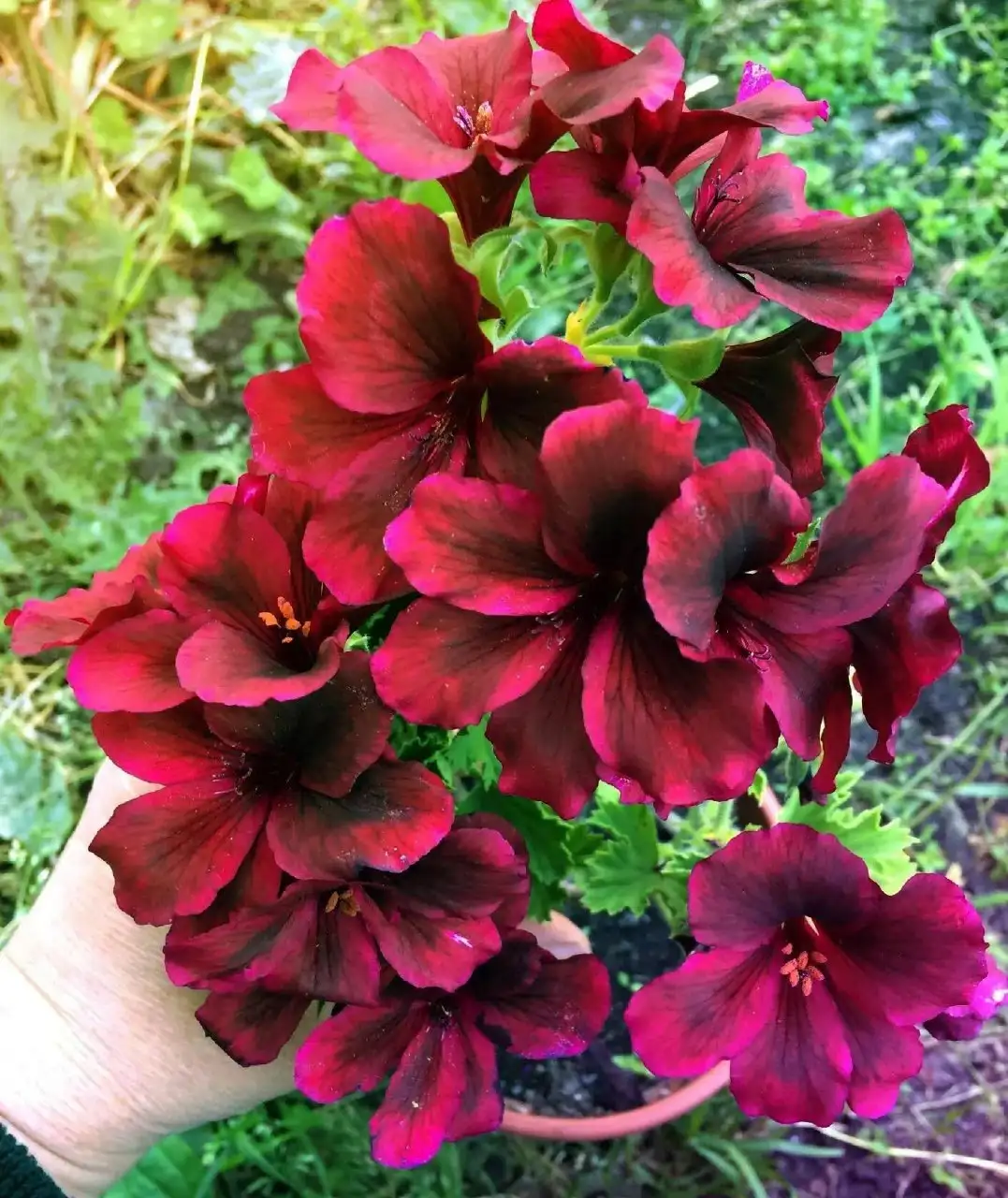 Укорененный черенок розы Aristo Schoko Королевская Шоколадная - Садоводство (Хобби и отдых) в Новокуйбышевск