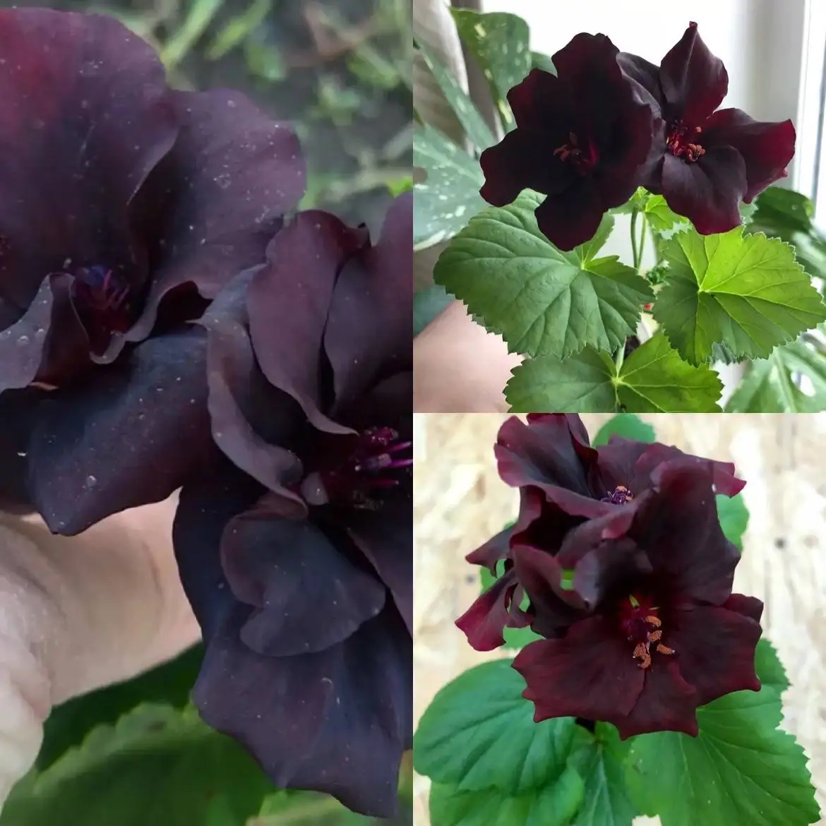 Черенок Springfield Black - Растения (Хобби и отдых) в Новокуйбышевск