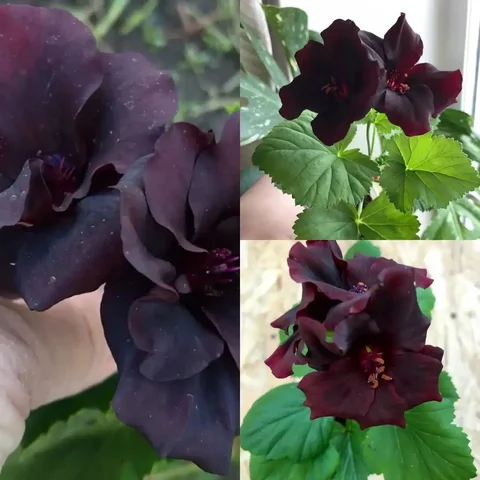 Черенок Springfield Black - Творчество/Рукоделие в Новокуйбышевск