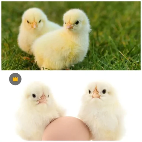 Продажа цыплят бройлера: Реджа, Росс 308 (Турция, Беларусь) - частное объявление в Курумоч