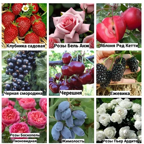 Продажа саженцев в Самаре - Билеты в Самара