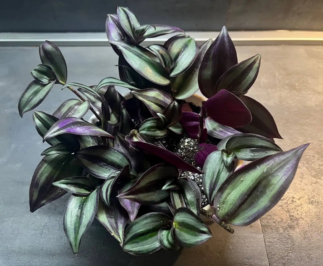 Традесканция Бургунди - Растения в Новокуйбышевск