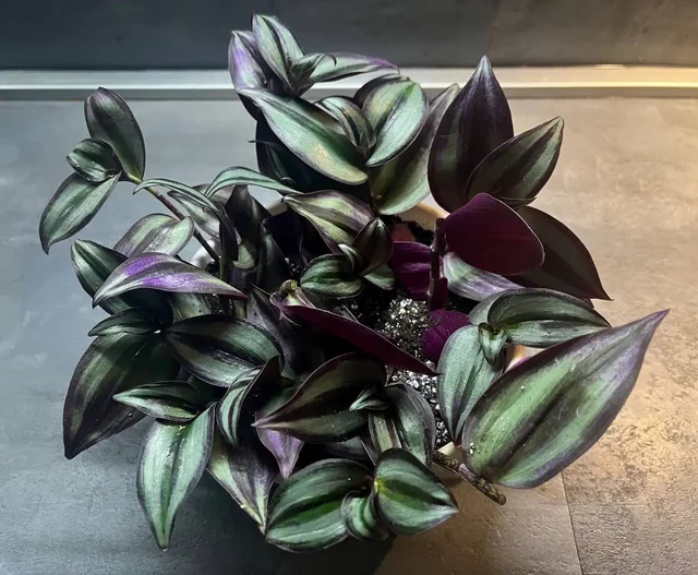 Традесканция Бургунди - частное объявление в Новокуйбышевск