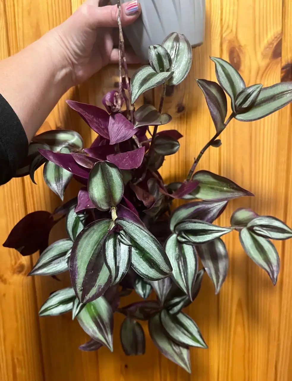 Традесканция Бургунди - Растения в Новокуйбышевск