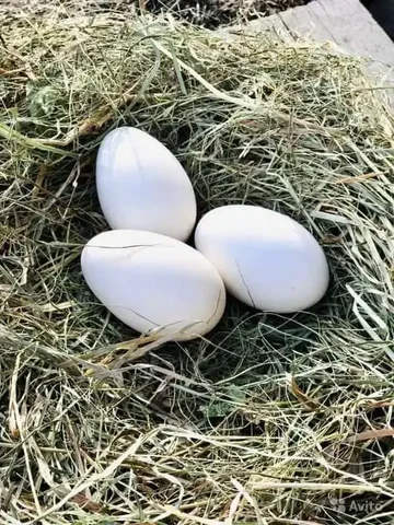 Продажа инкубационных яиц гусей Холмогоры и Серые Крупные - Птицы в Пестравка