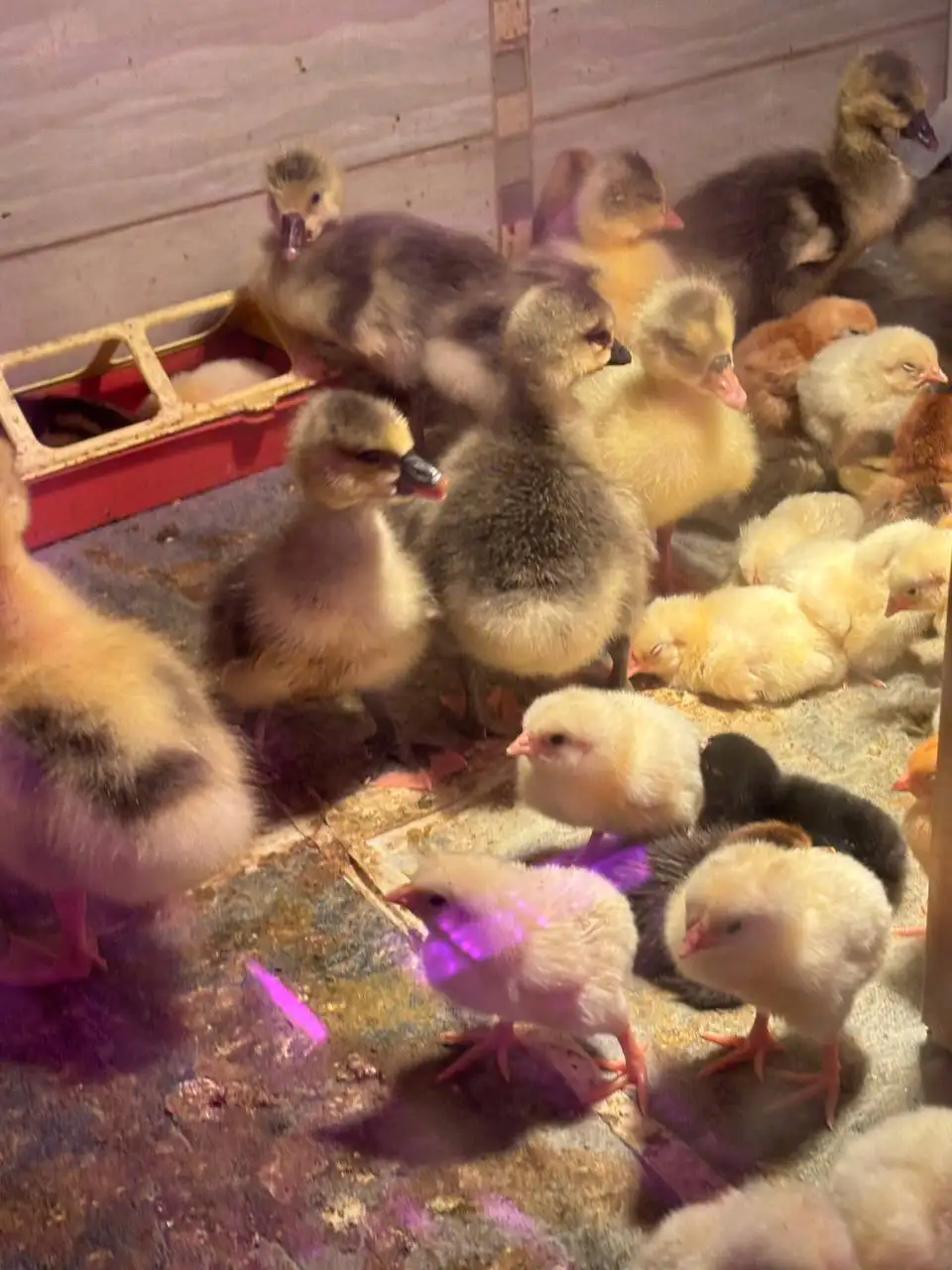 Продам гусят, индоутят - Птицы (Животные) в Самара