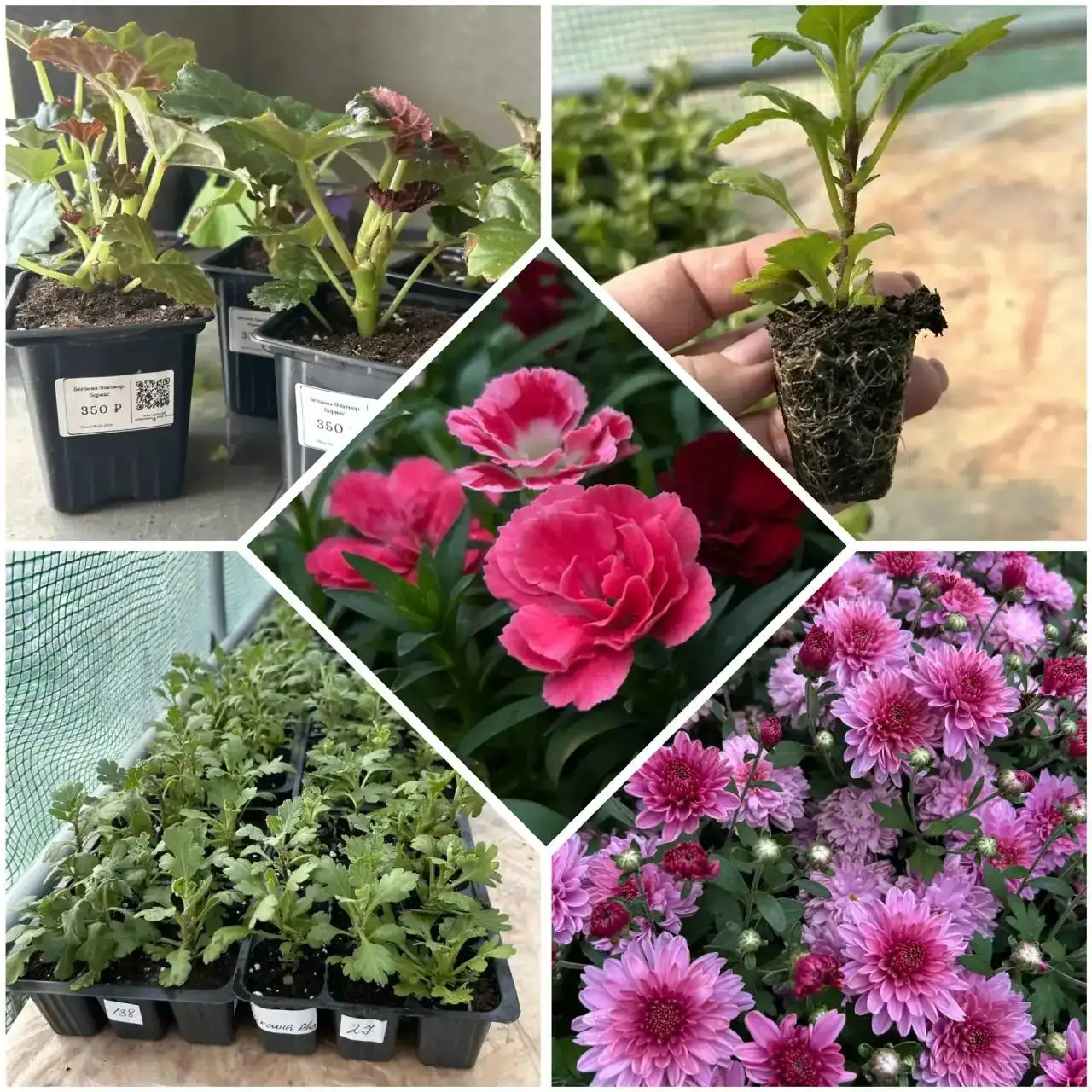 Продажа хризантемы мультифлора и других цветов - Хобби и отдых в Самара