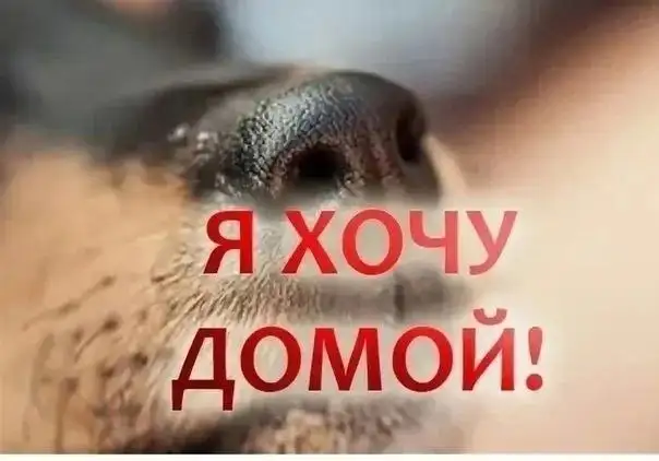 В добрые руки: Бим - Собаки (Животные) в Самара