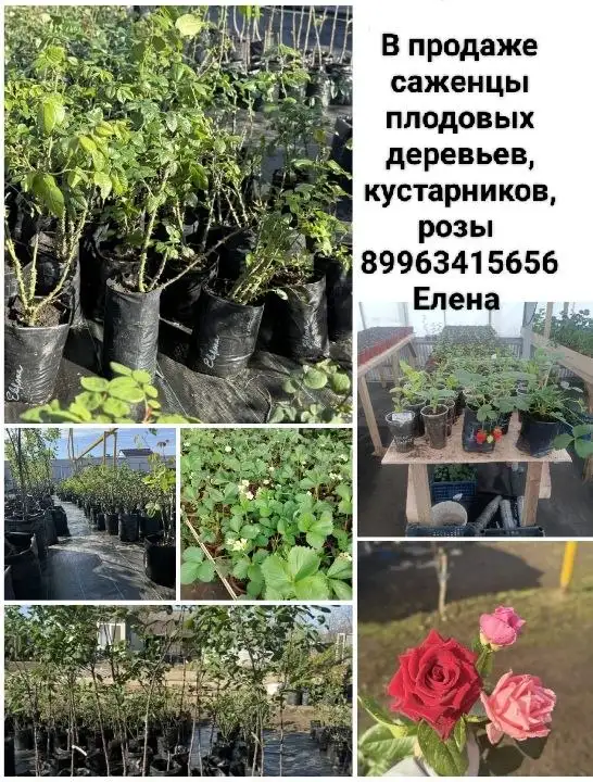 Продажа саженцев роз, плодовых деревьев и кустарников - Услуги в Самара