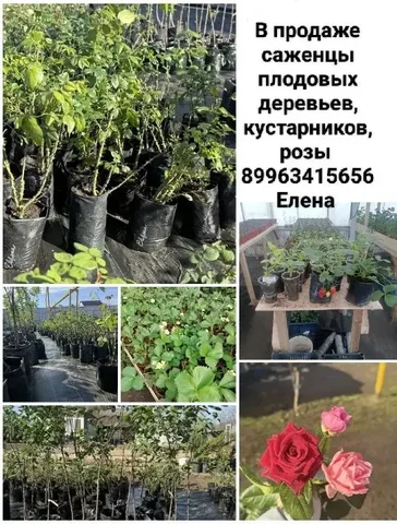 Продажа саженцев роз, плодовых деревьев и кустарников - Стоматологические услуги в Самара