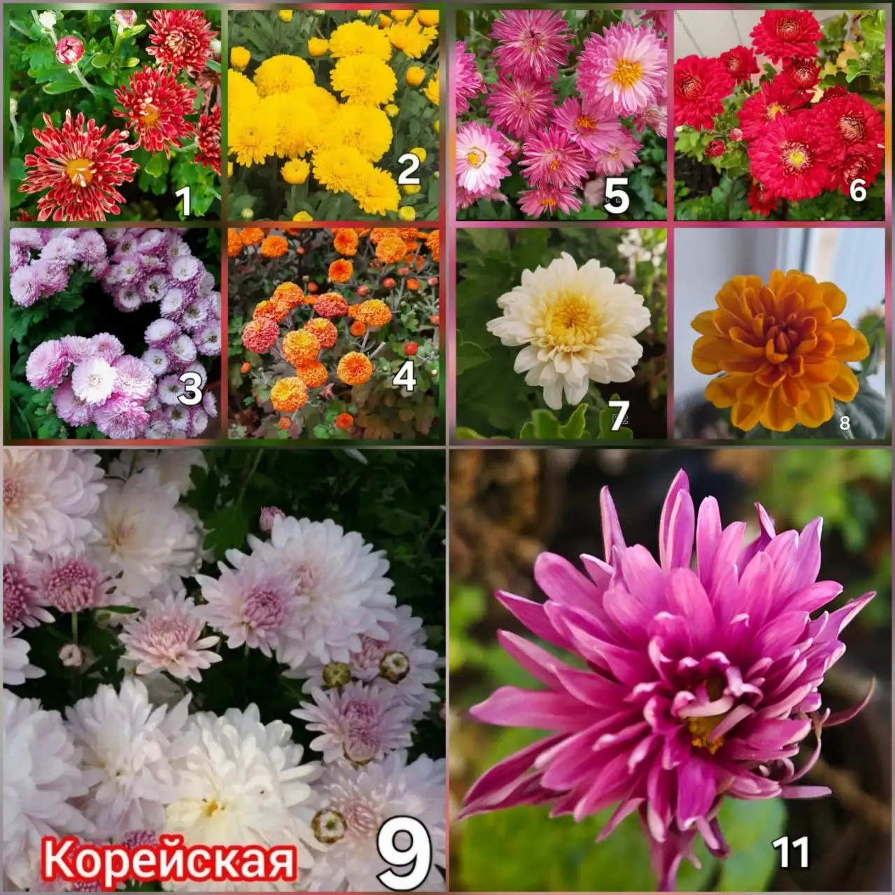 Рассада однолетников и комнатные растения - Цветы (Рассада) в Самара