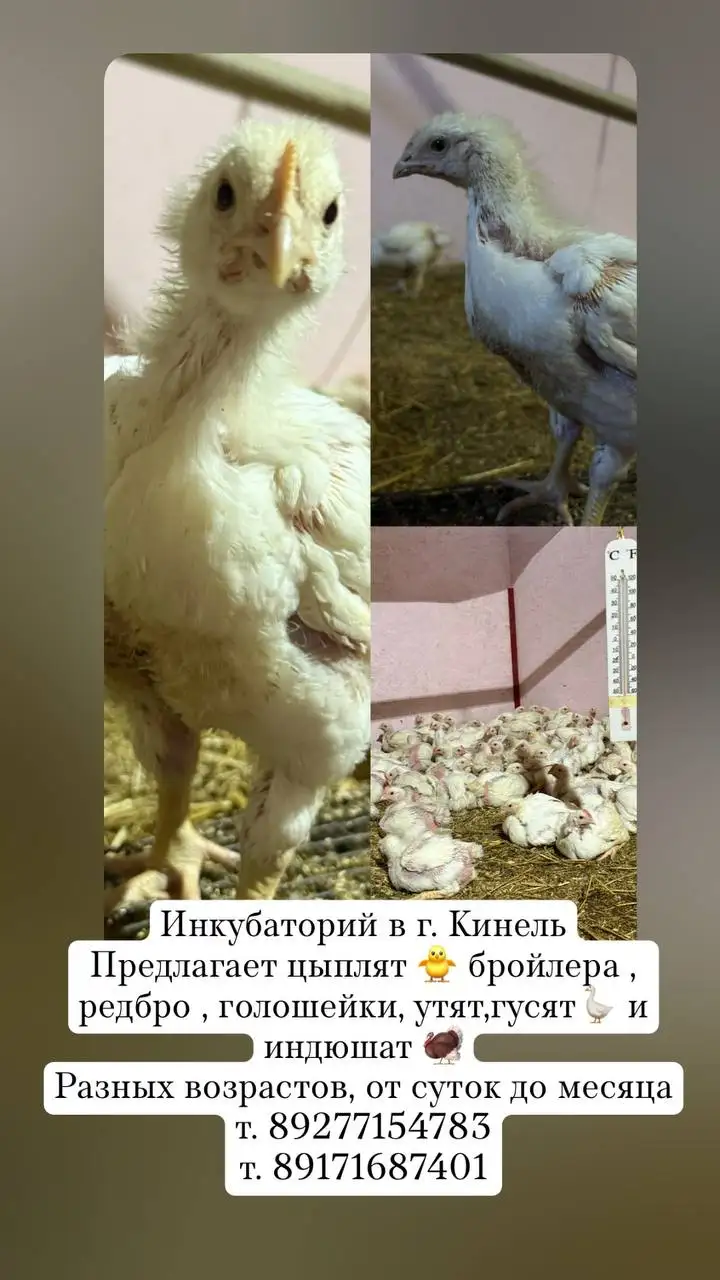 Продажа цыплят, утят, гусят и индюшат в Кинеле - Птицы в Кинель