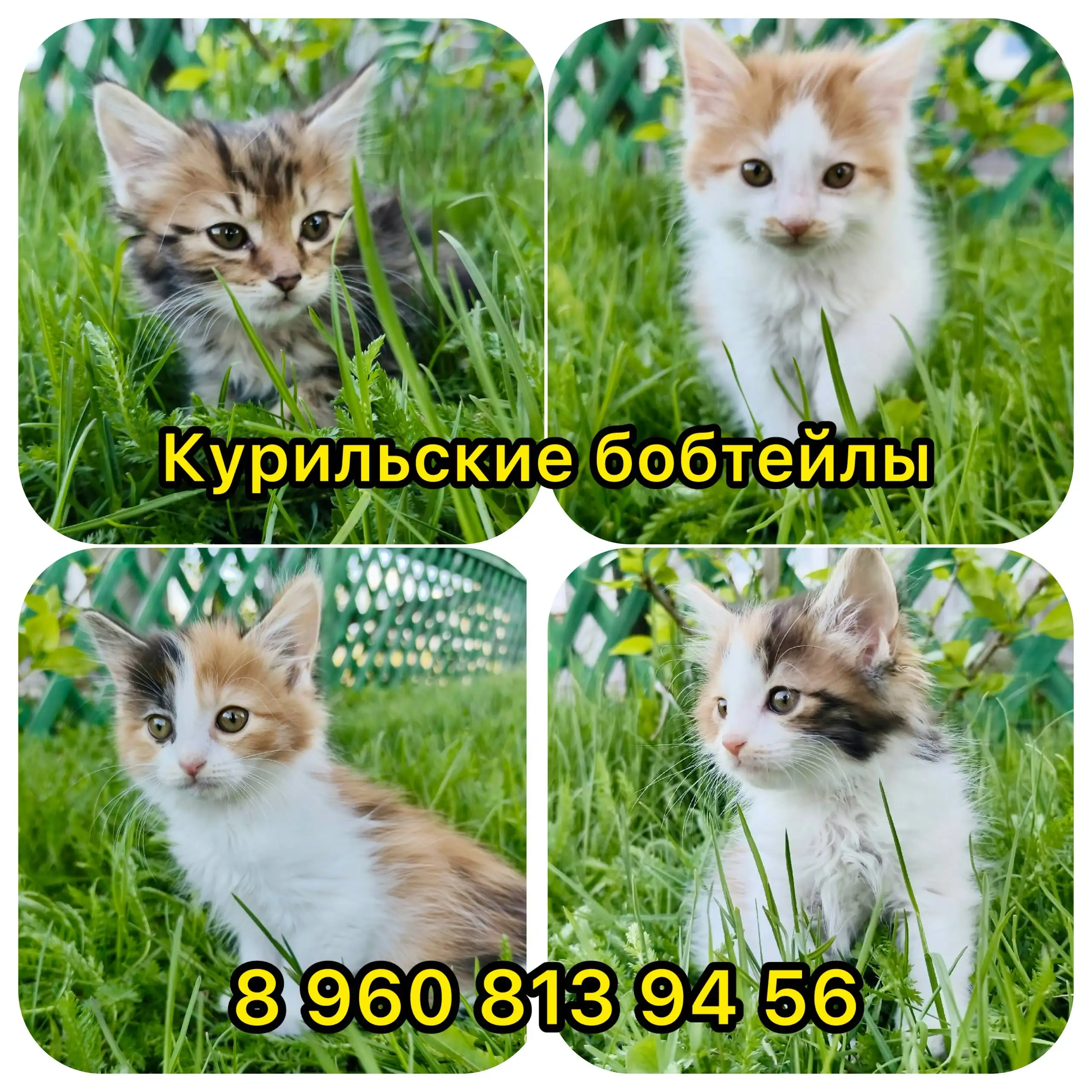 Продажа котят курильского бобтейла - Кошки (Животные) в Самара