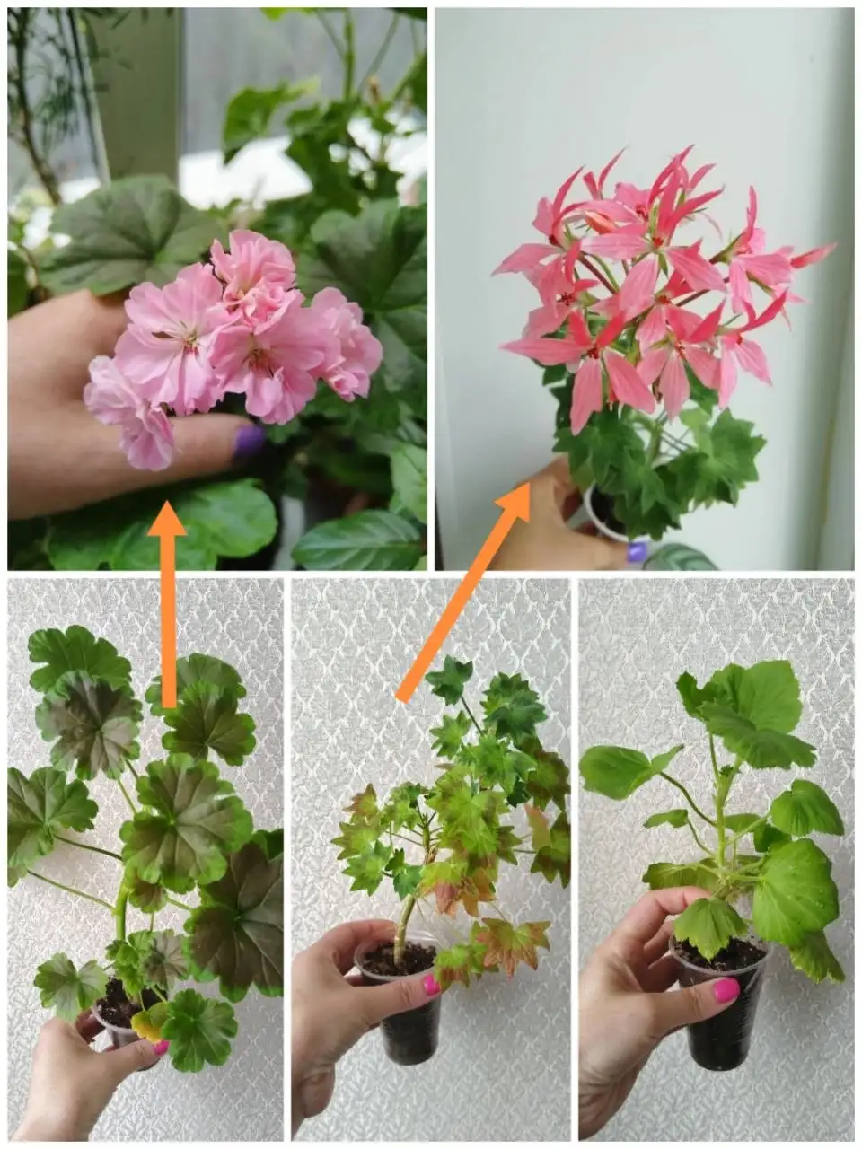 Продажа пеларгоний в Зубчаниновке - Растения (Хобби и отдых) в Самара