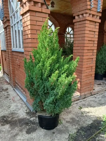Можжевельник Стрикта 4500р - Сантехника в Самара