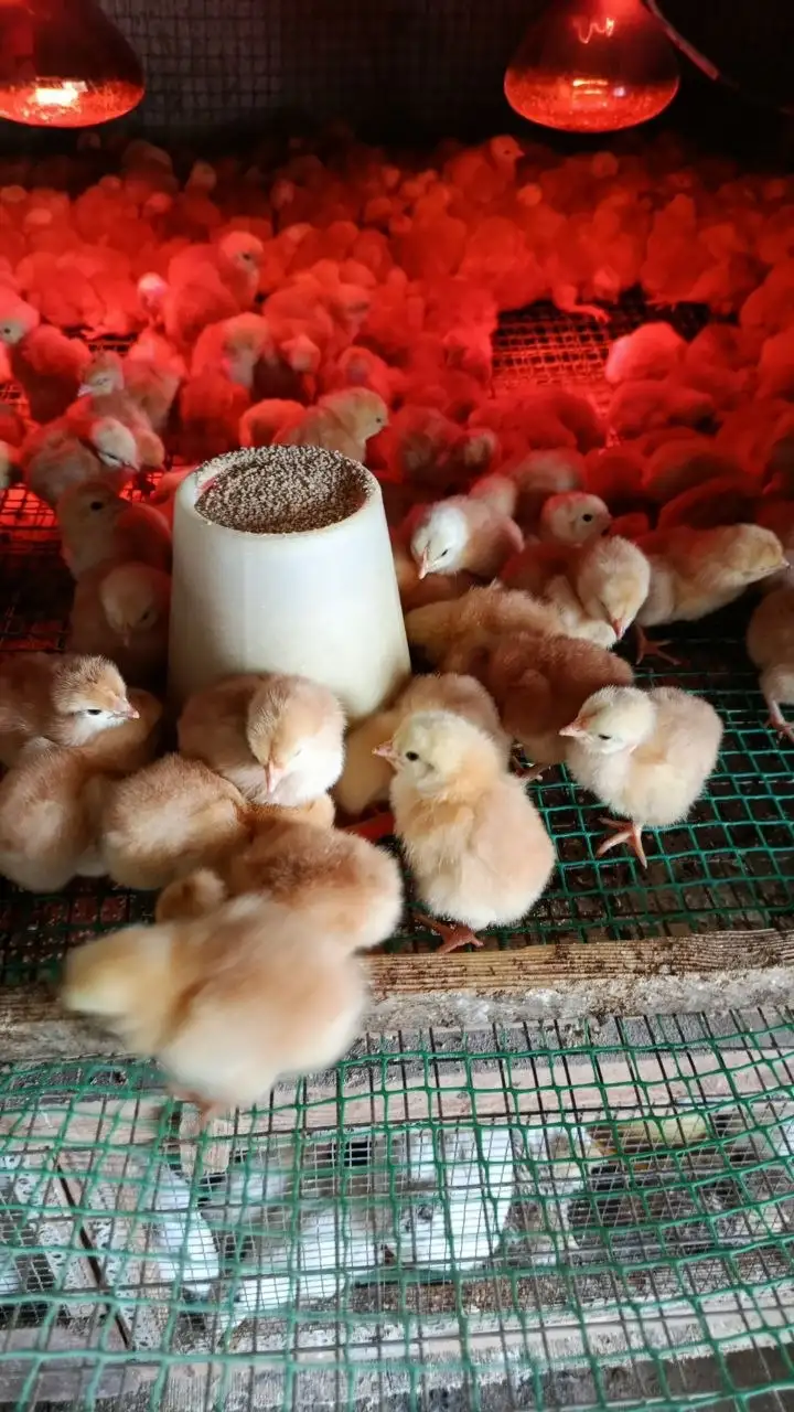 Продажа цветного бройлера Голошейка и Венгерский великан - Птица (Животные) в Кинель