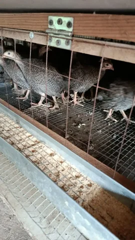 Продажа бройлерной цесарки - Животные в Самара