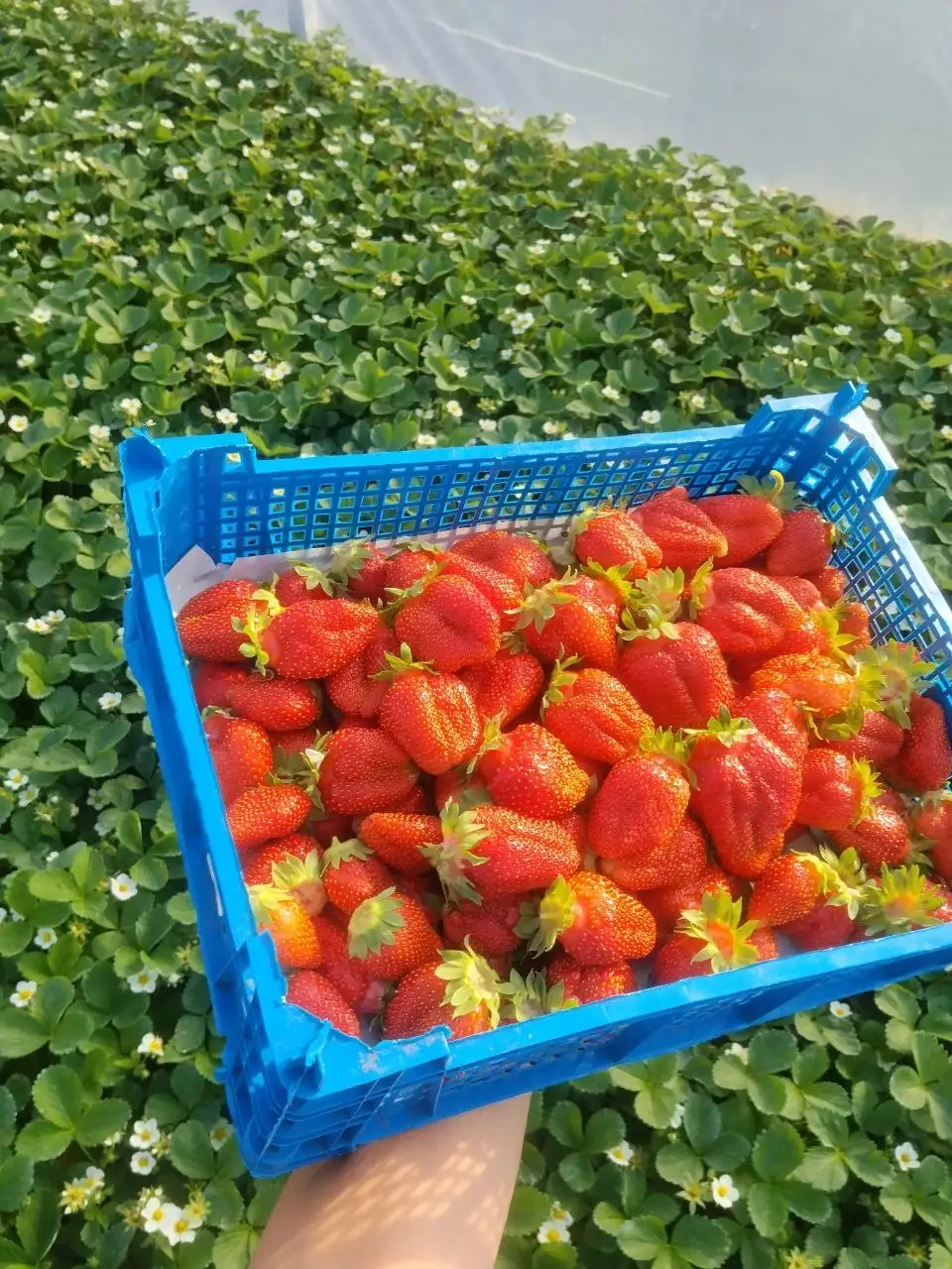Продажа рассады ЗКС - Растения (Для дома и дачи) в Самара