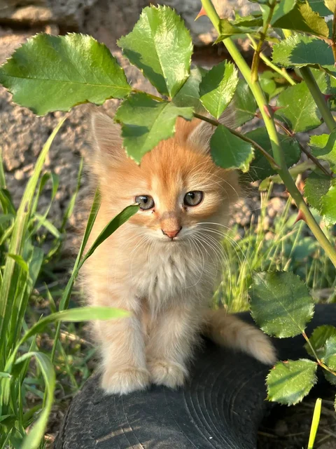 Отдам котят в добрые руки - Птицы в Сергиевск