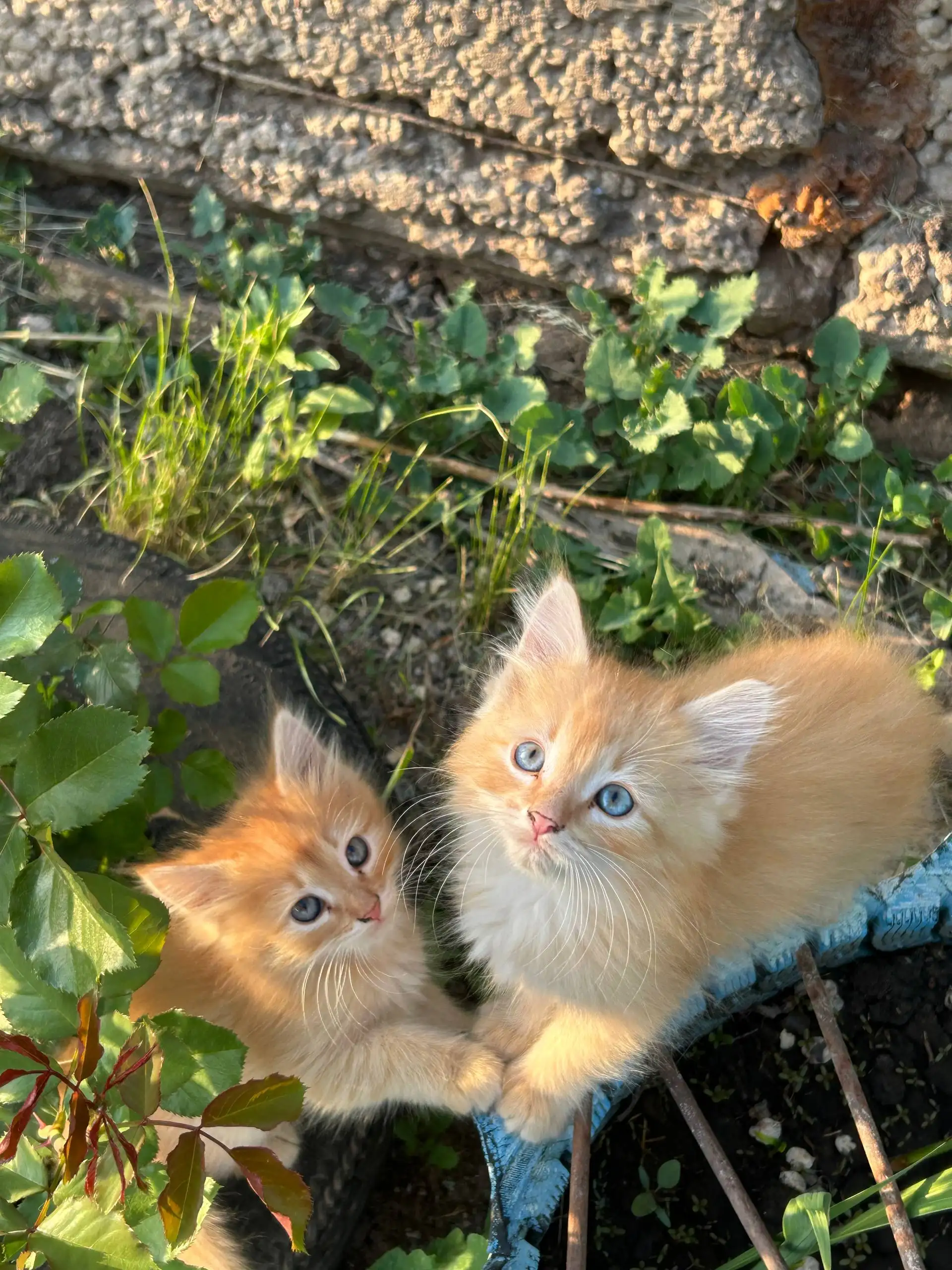 Отдам котят в добрые руки - Кошки (Животные) в Сергиевск