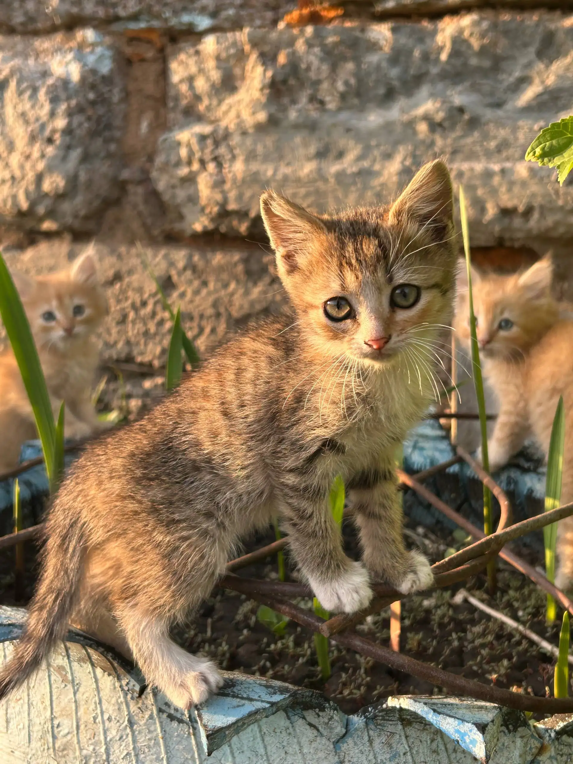 Отдам котят в добрые руки - Кошки (Животные) в Сергиевск