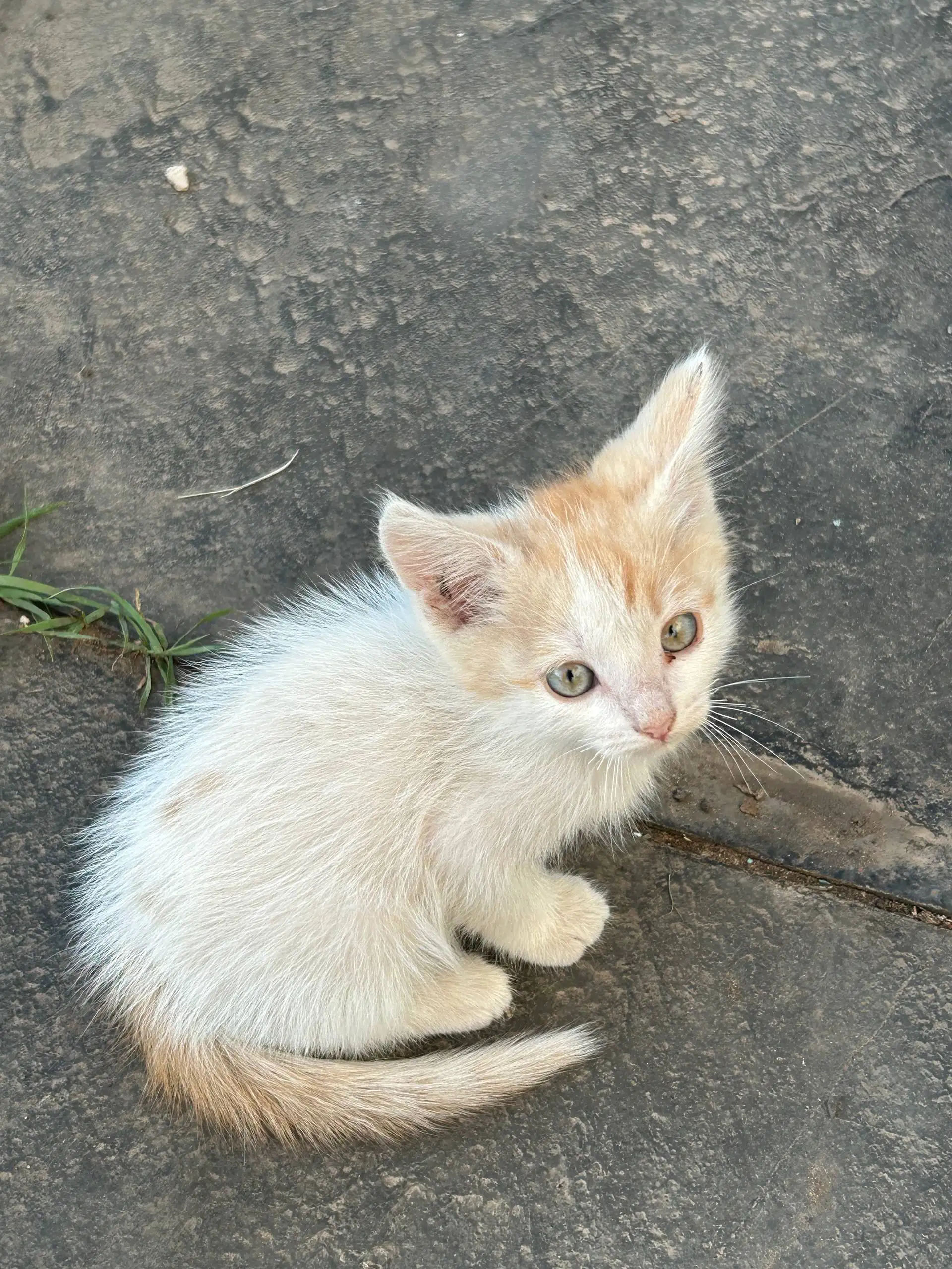 Отдам котят в добрые руки - Кошки (Животные) в Сергиевск