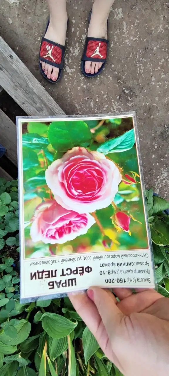 Продажа саженцев роз, деревьев, кустарников - Садоводство (Хобби и отдых) в Зубчаниновка