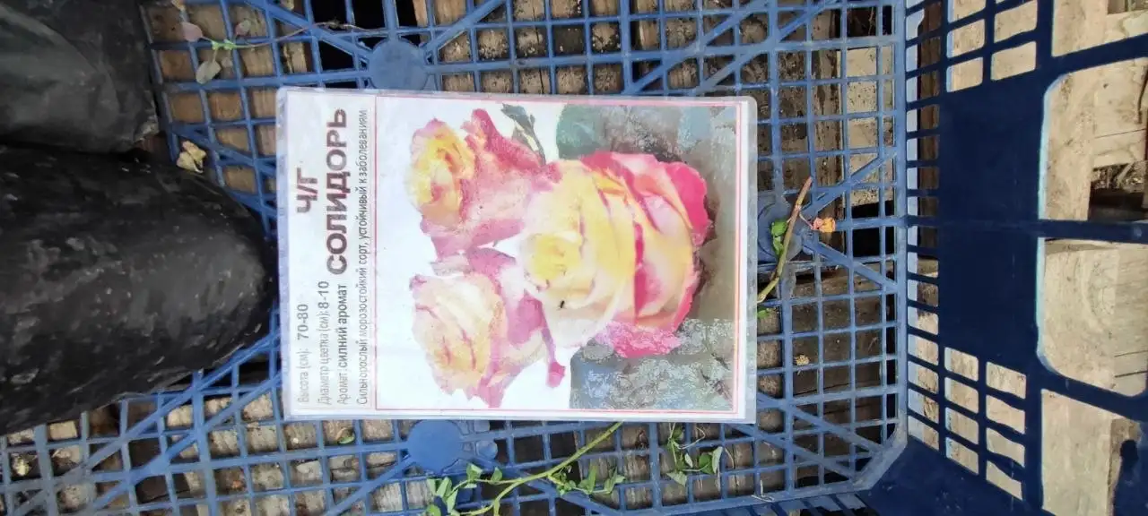 Продажа саженцев роз, деревьев, кустарников - Садоводство (Хобби и отдых) в Зубчаниновка