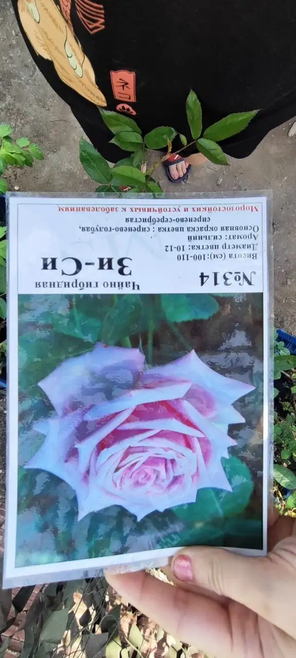 Продажа саженцев роз, деревьев, кустарников - Садоводство (Хобби и отдых) в Зубчаниновка
