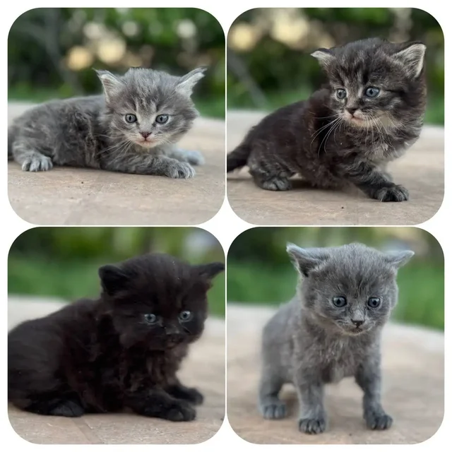 Отдам в добрые руки котят - Корма и аксессуары в Самара