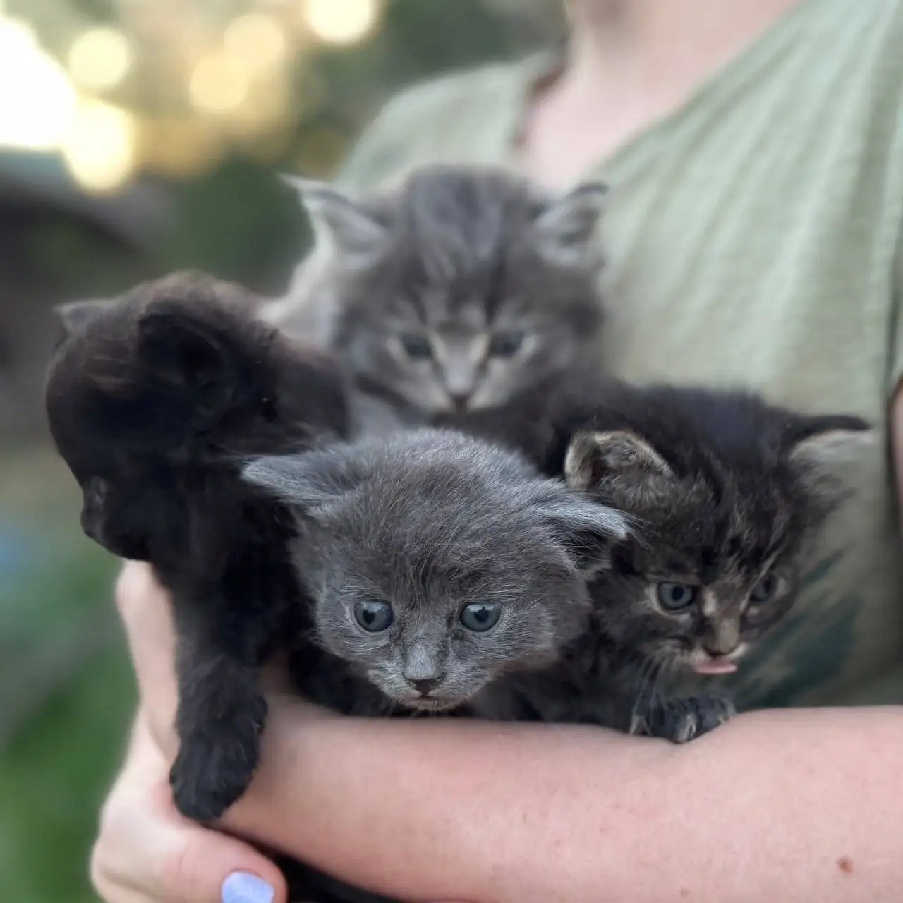 Отдам в добрые руки котят - Кошки (Животные) в Самара