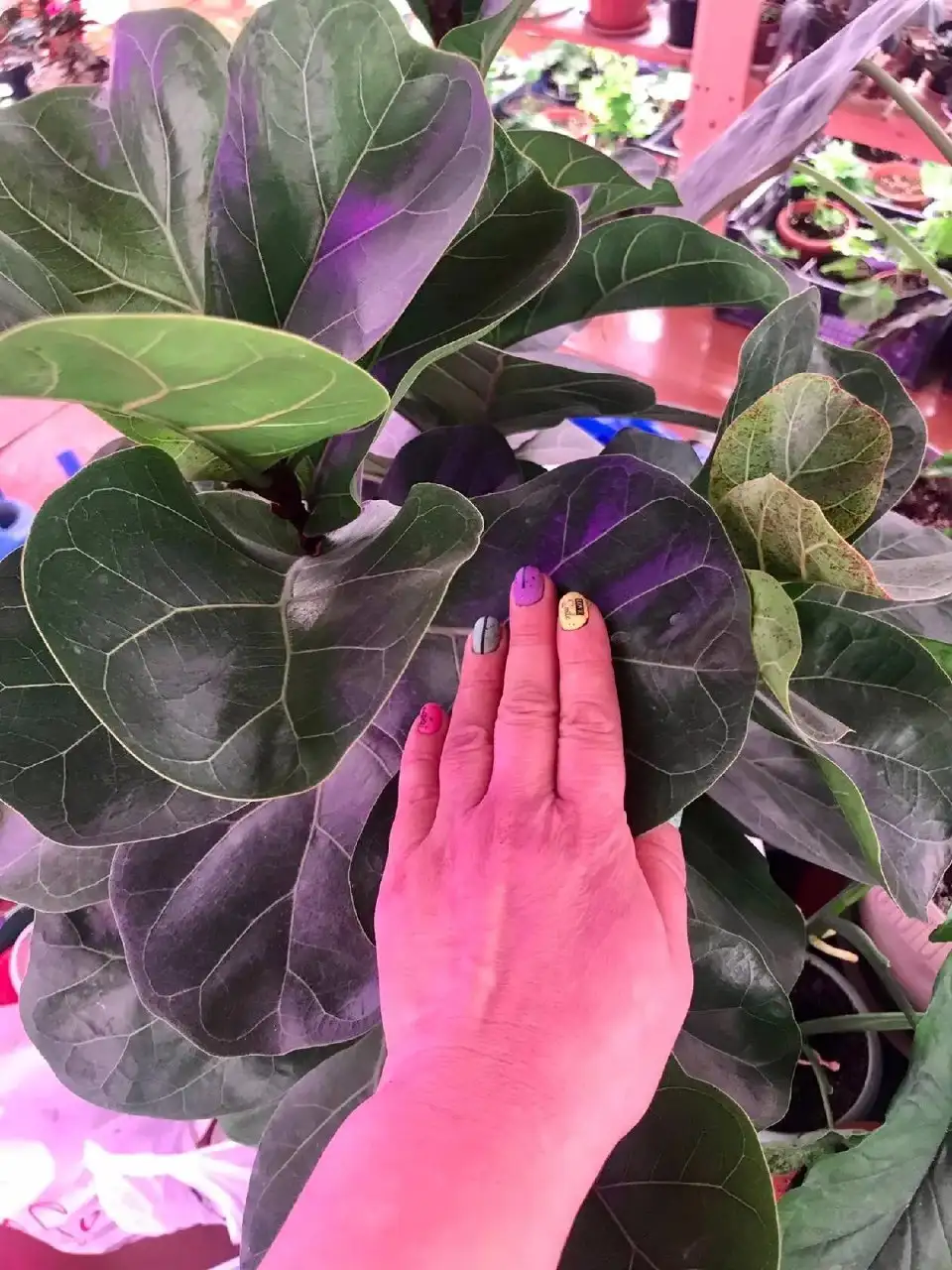 Фикус лировидный крупномер - Комнатные растения (Для дома и дачи) в Новокуйбышевск