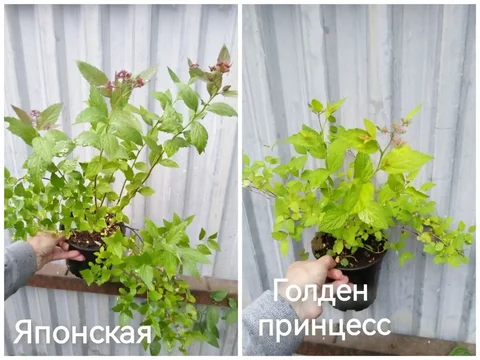 Спирея японская и голден принцесс - Инструменты в Самара