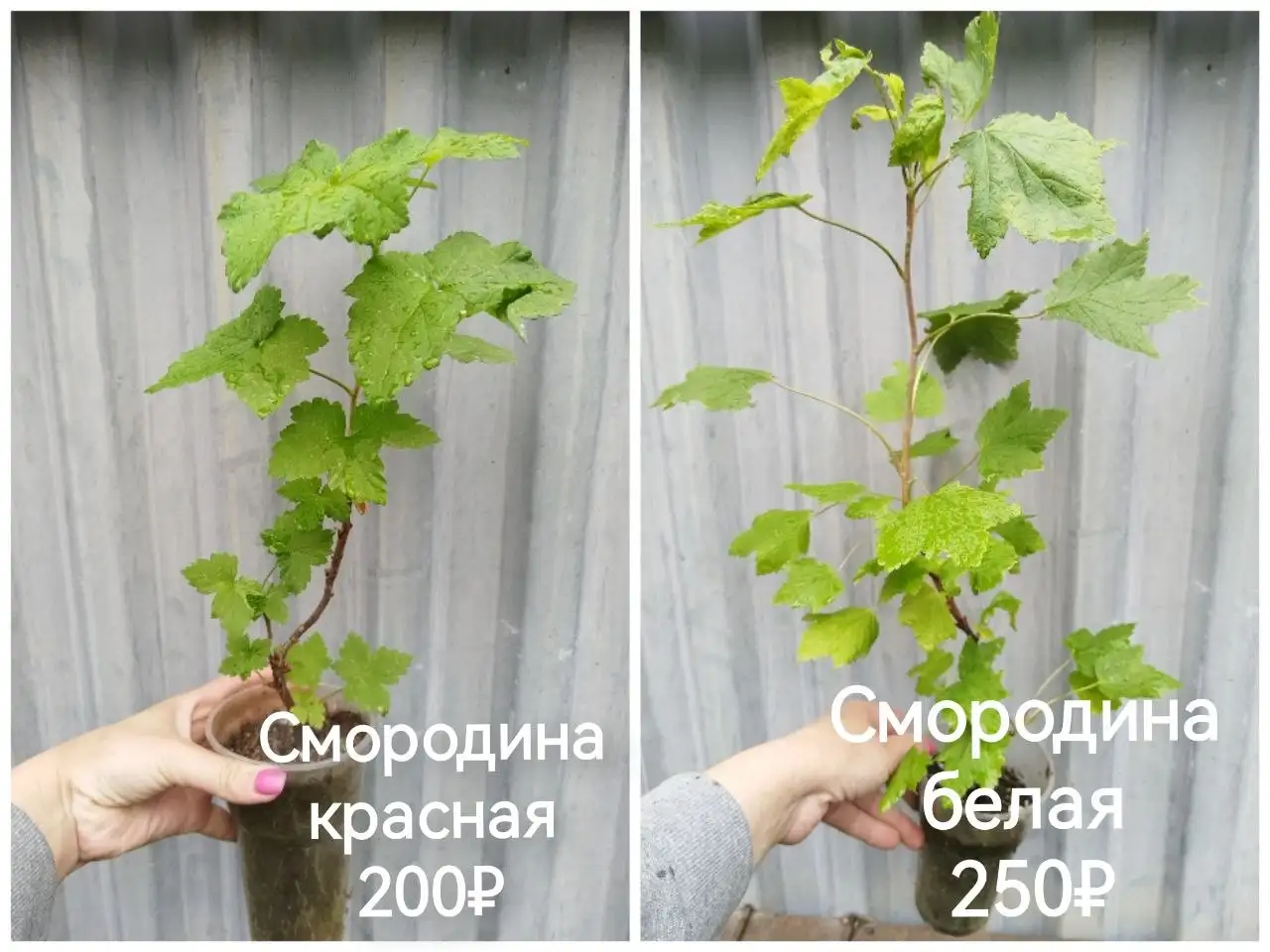 Смородина красная и белая - Ягоды (Для дома и дачи) в Самара