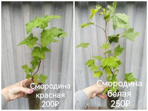Смородина красная и белая - Инструменты в Самара