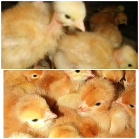 Продажа цыплят цветного бройлера - частное объявление в Курумоч