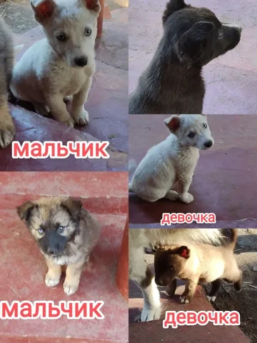 Щенки хаски в Малой Малышевке - Кошки в Малая Малышевка