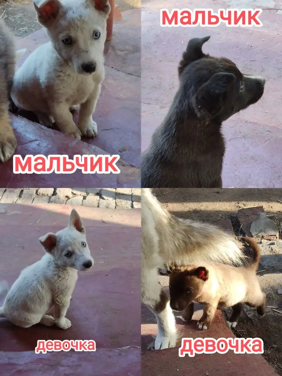 Хаски щенки, рождены 7 апреля - Кошки и собаки (Животные) в Малая Малышевка