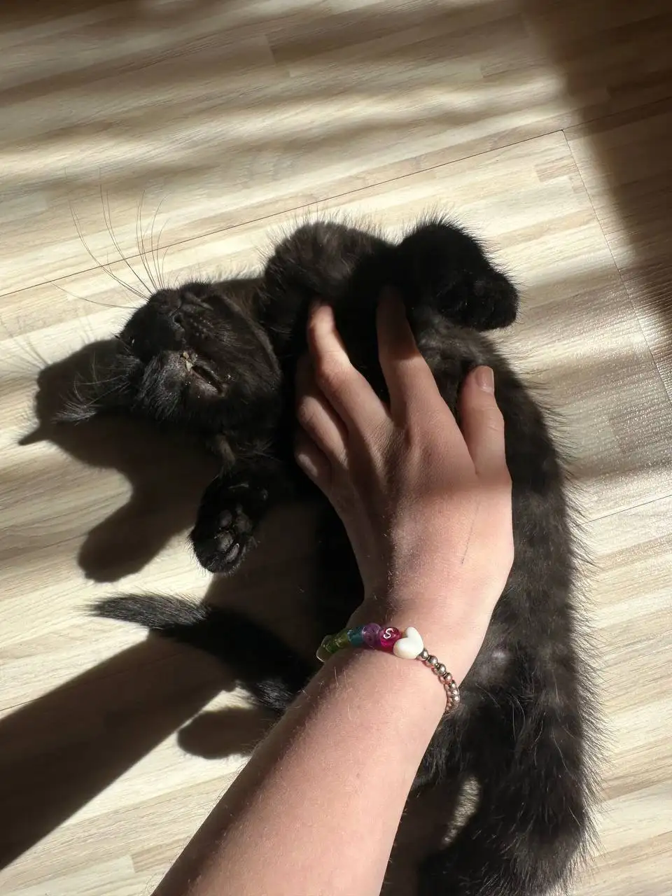 Ищут дом или передержку для котенка - Кошки (Животные) в Самара